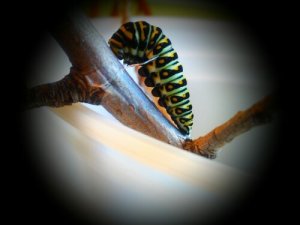 Caterpillar making attachment